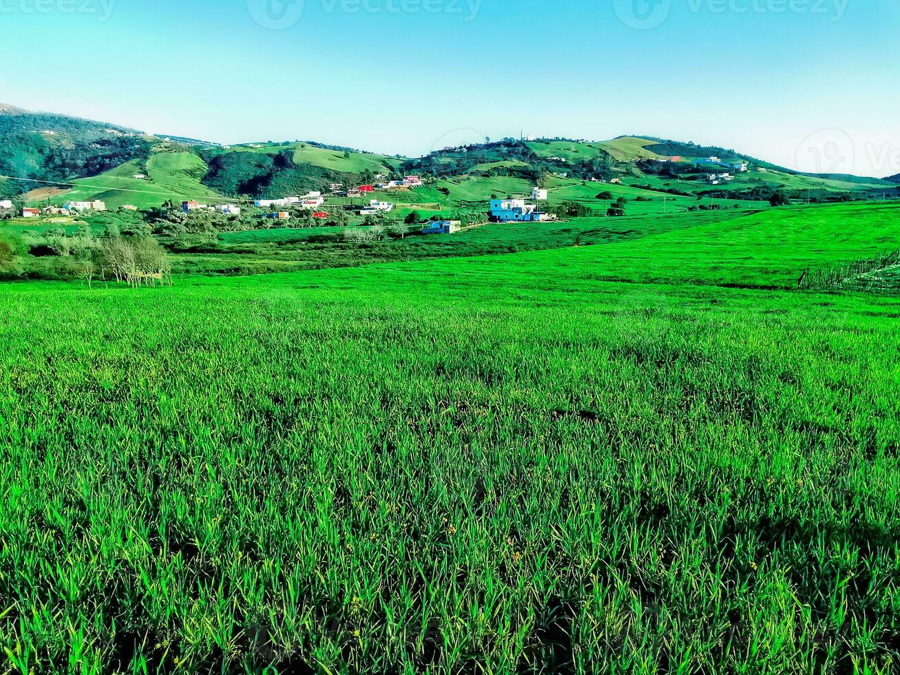 bellissimo naturale erba campo nel estate stagione foto