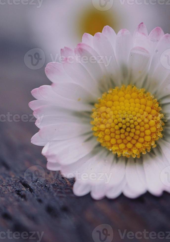 bellissimo fiore margherita bianca nella stagione primaverile foto