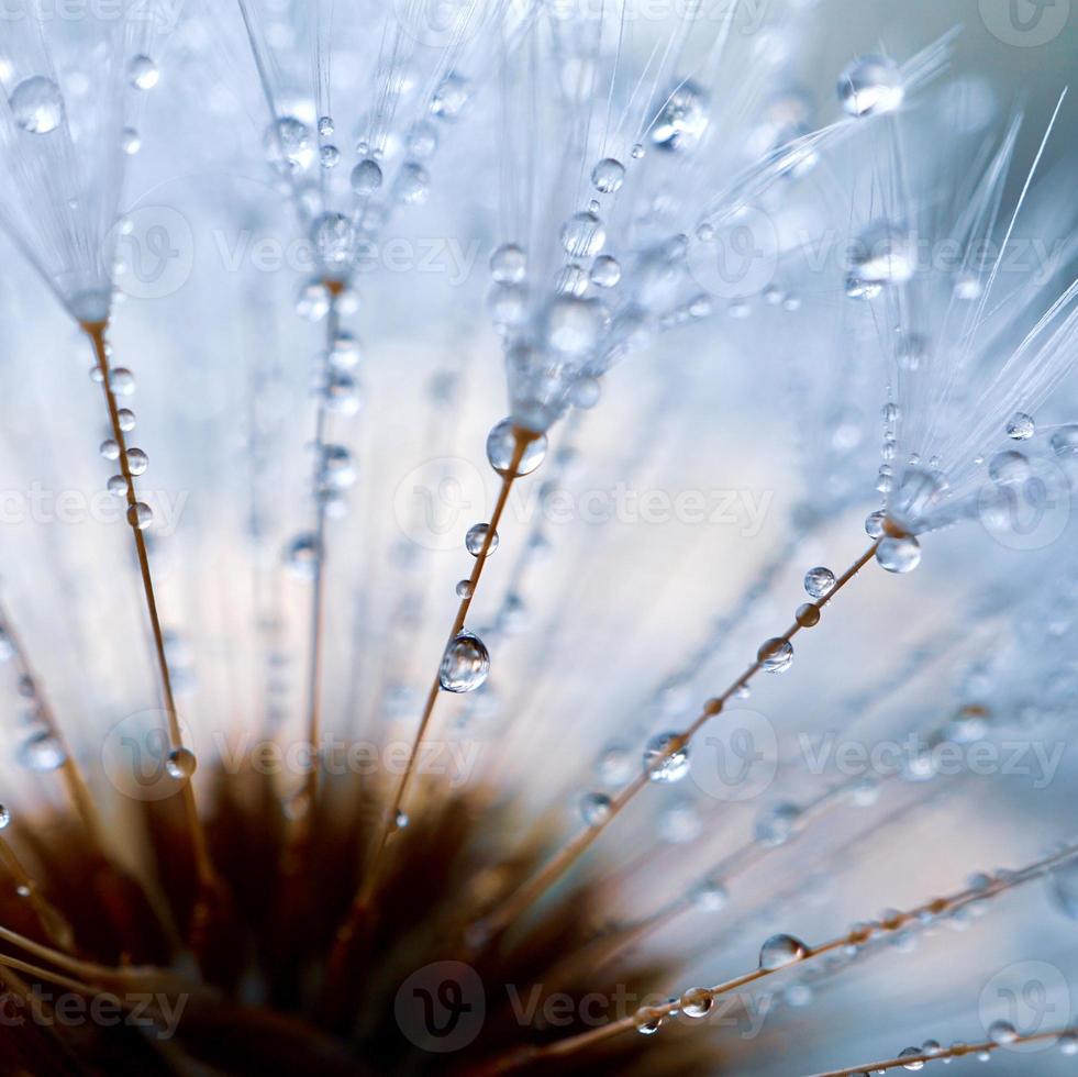 gocce sul fiore di tarassaco nella stagione primaverile foto