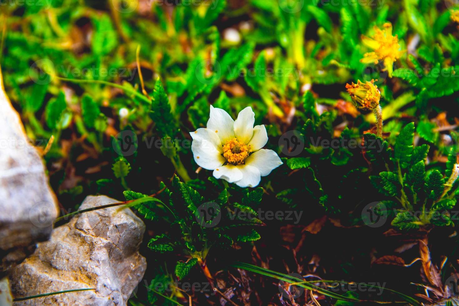 Dryas octopetala fiore foto