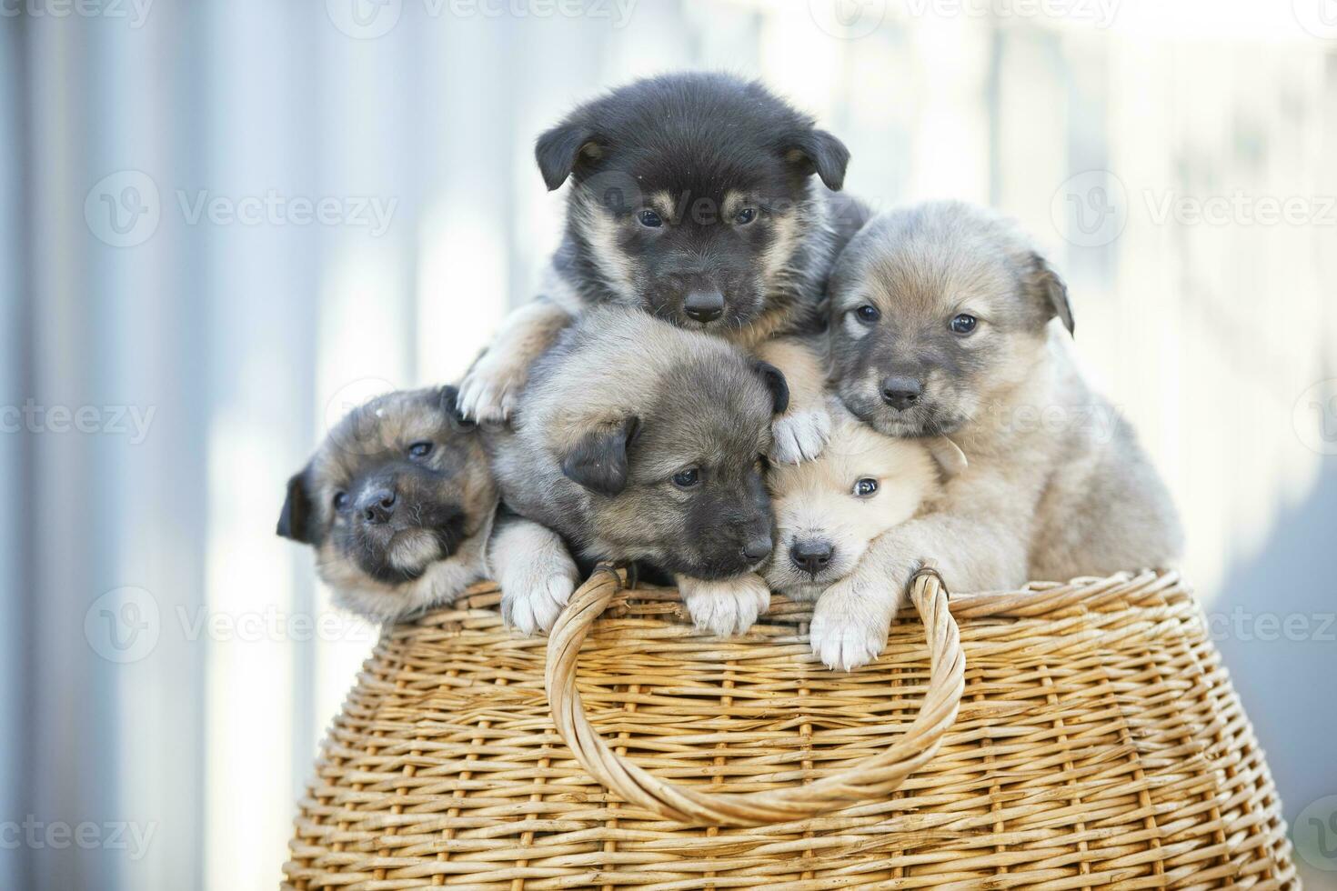 carino soffice cuccioli siamo seduta nel un' di vimini cestino. foto