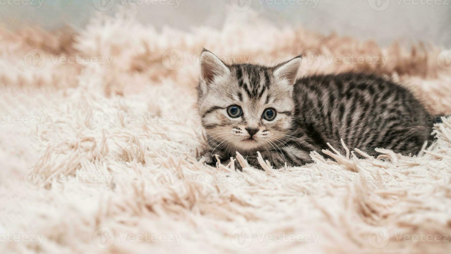 un' immagine di un' piccolo a strisce gattino giocando divertente e Ingannare in giro su un' morbido lenzuolo. foto