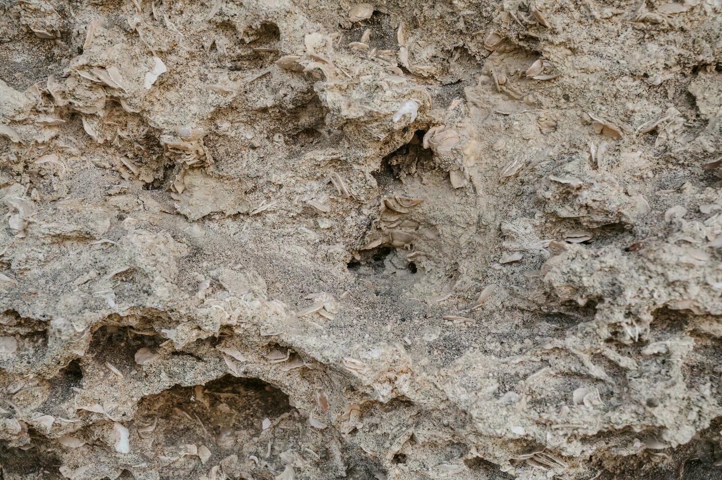 struttura di sedimentario calcare roccia con conchiglie foto