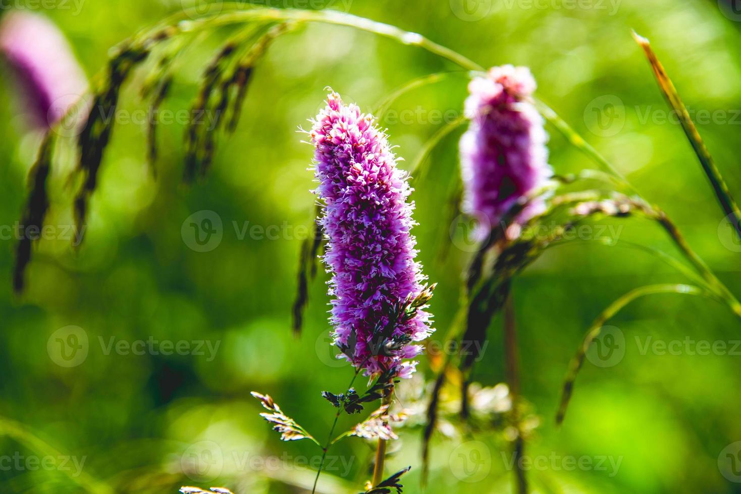 fiori di persicaria affinis foto