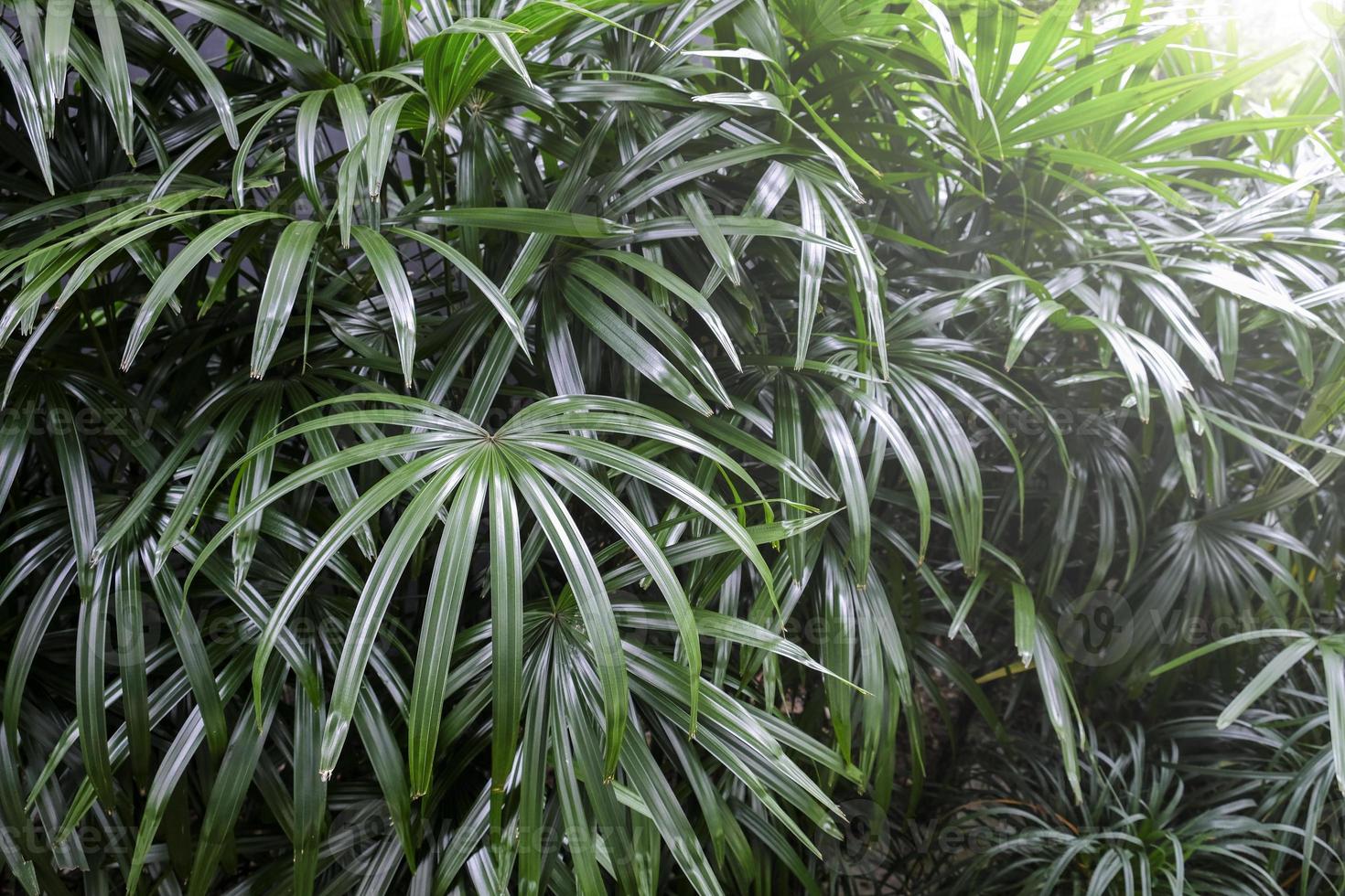 rhapis excelsa o palma della signora nel fondo tropicale delle foglie del giardino foto
