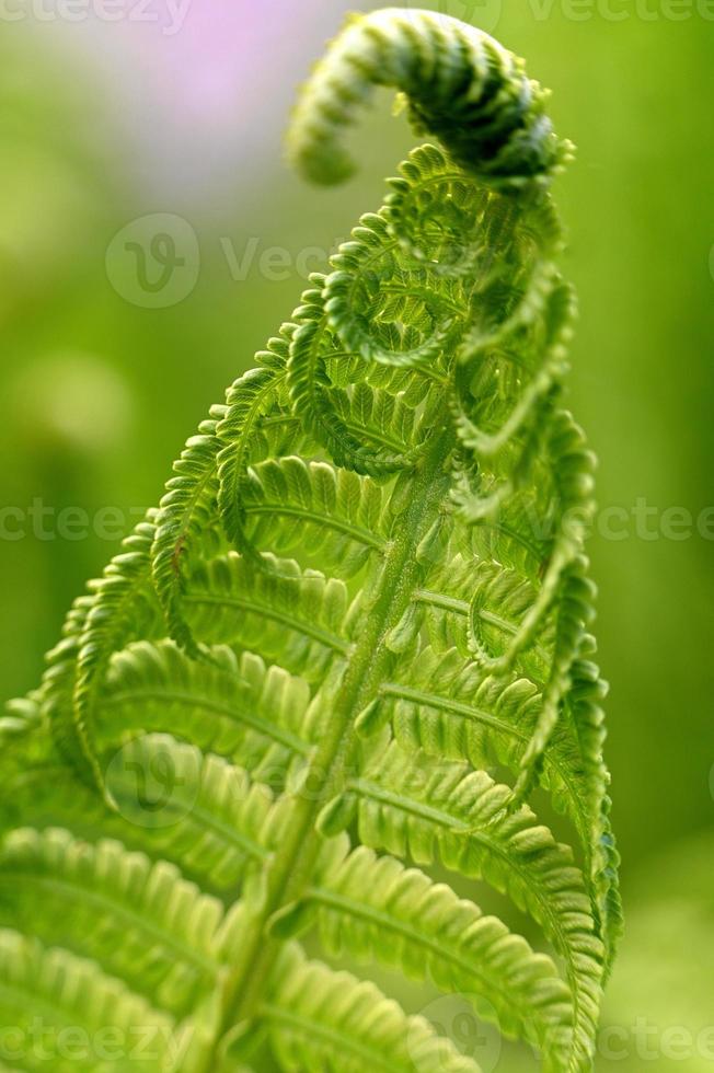 foglia di felce verde da vicino foto