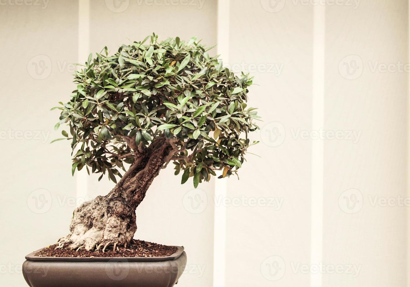 piccolo bonsai giappone foto