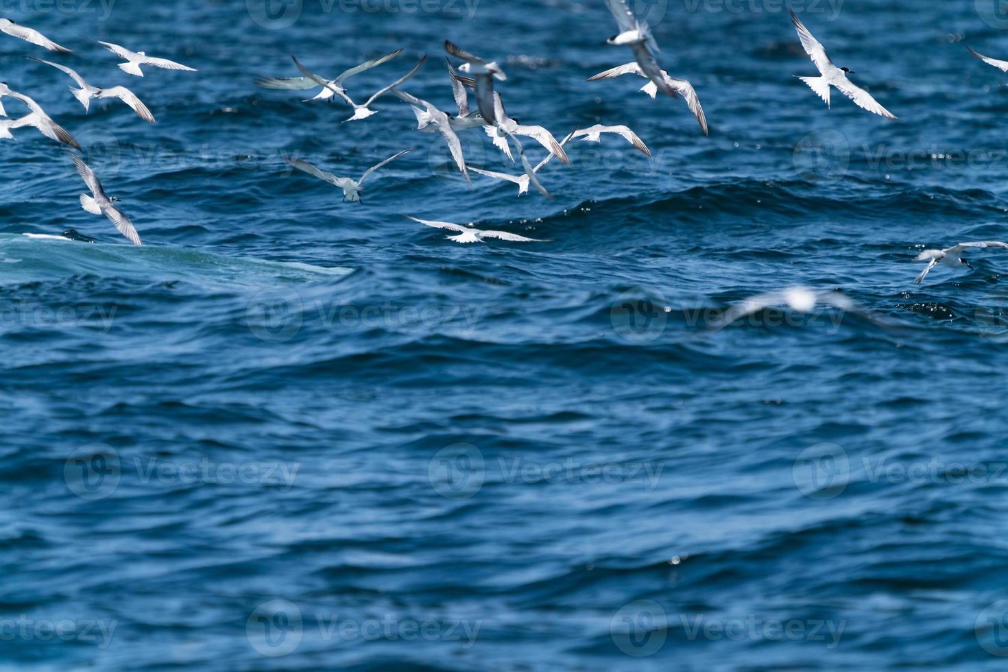 gabbiani che volano in cima prima che la balena bruda si nutra di un'ampia varietà di pesci nel golfo di thailandia foto