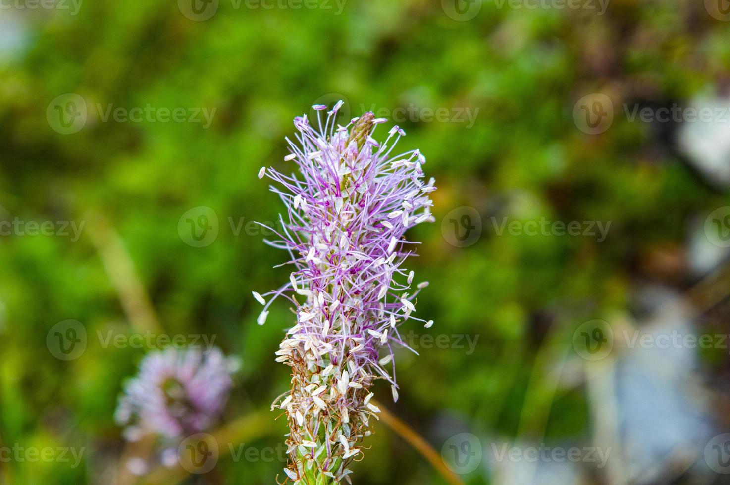 fiore rosa plantago foto