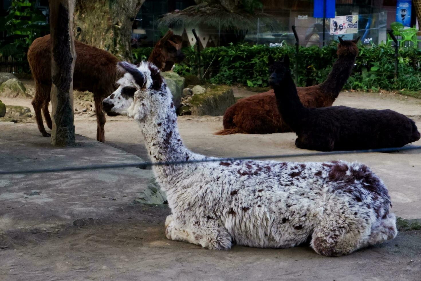 selettivo messa a fuoco di alpaca seduta nel suo gabbia. foto