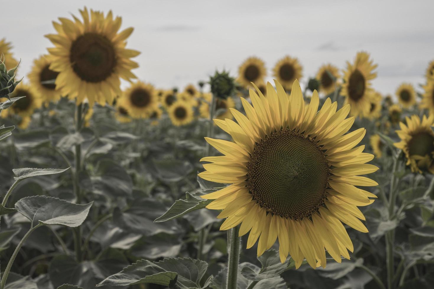 girasole giallo nel campo foglie verdi foto