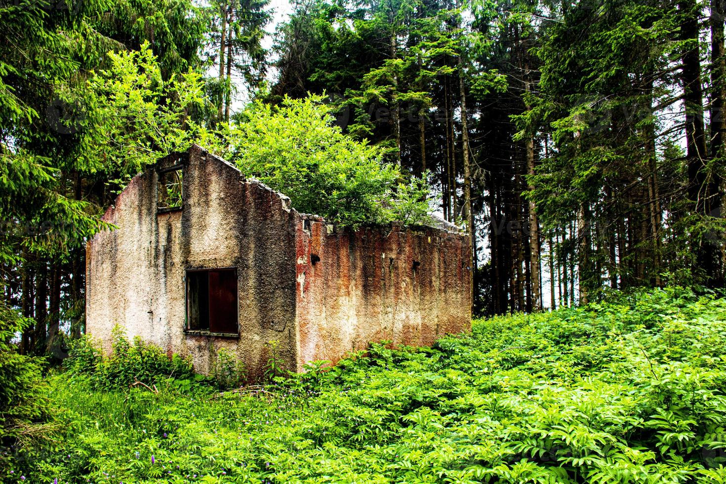 casa abbandonata ricoperta di vegetazione foto