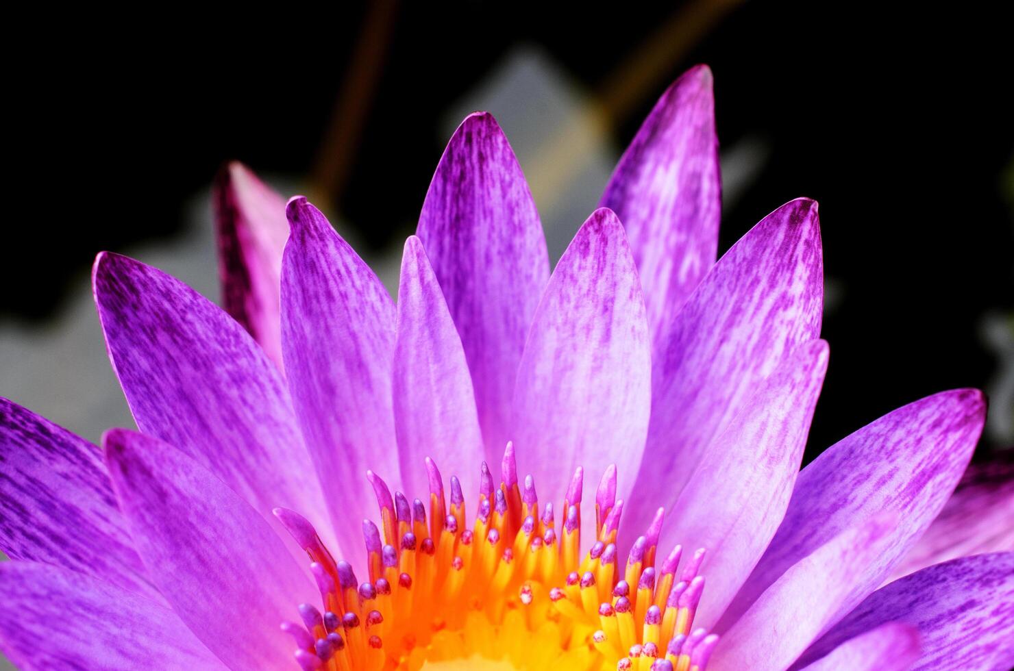 ninfea rosa con macro close up texture di sfondo foto