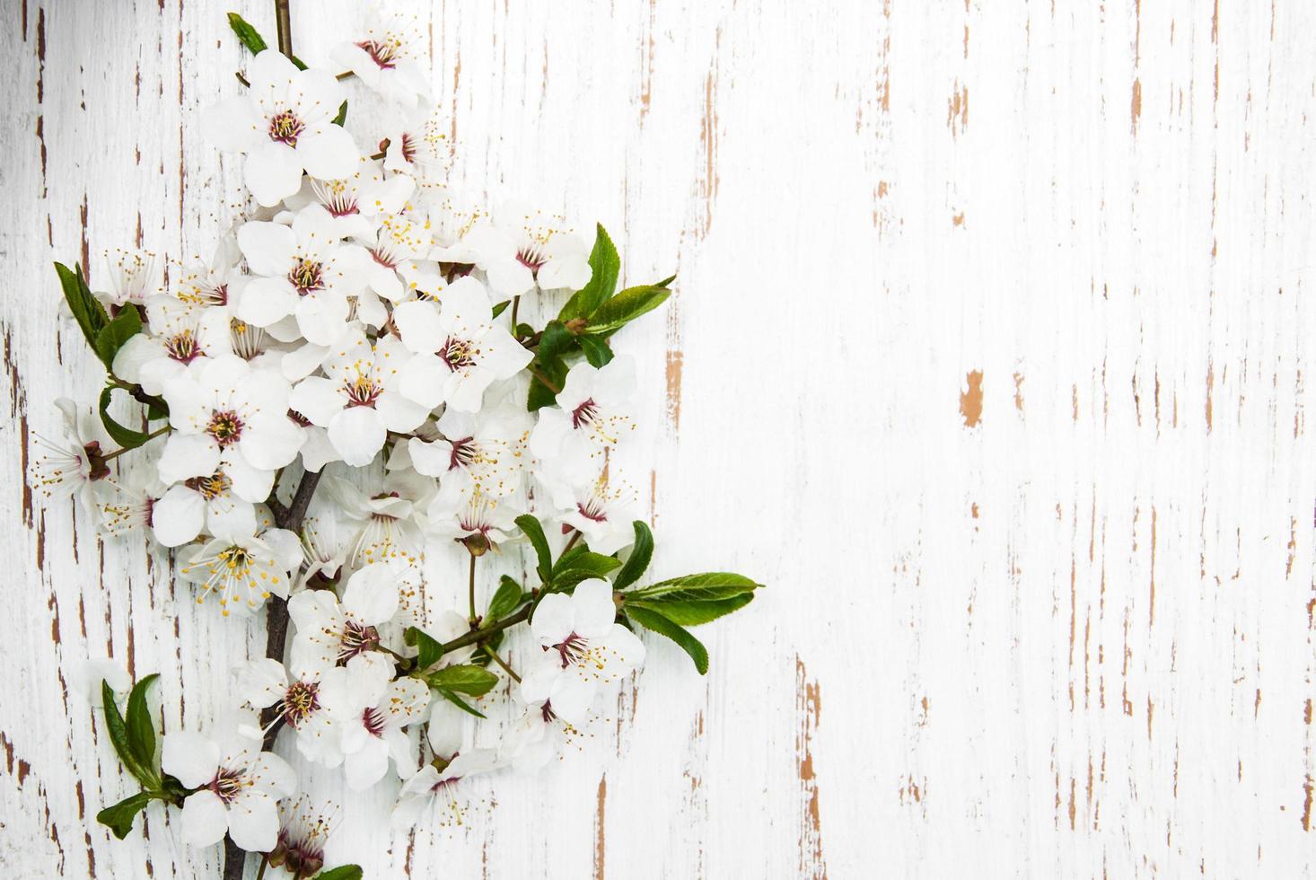 primavera albicocca sbocciano i fiori su un vecchio sfondo di legno foto