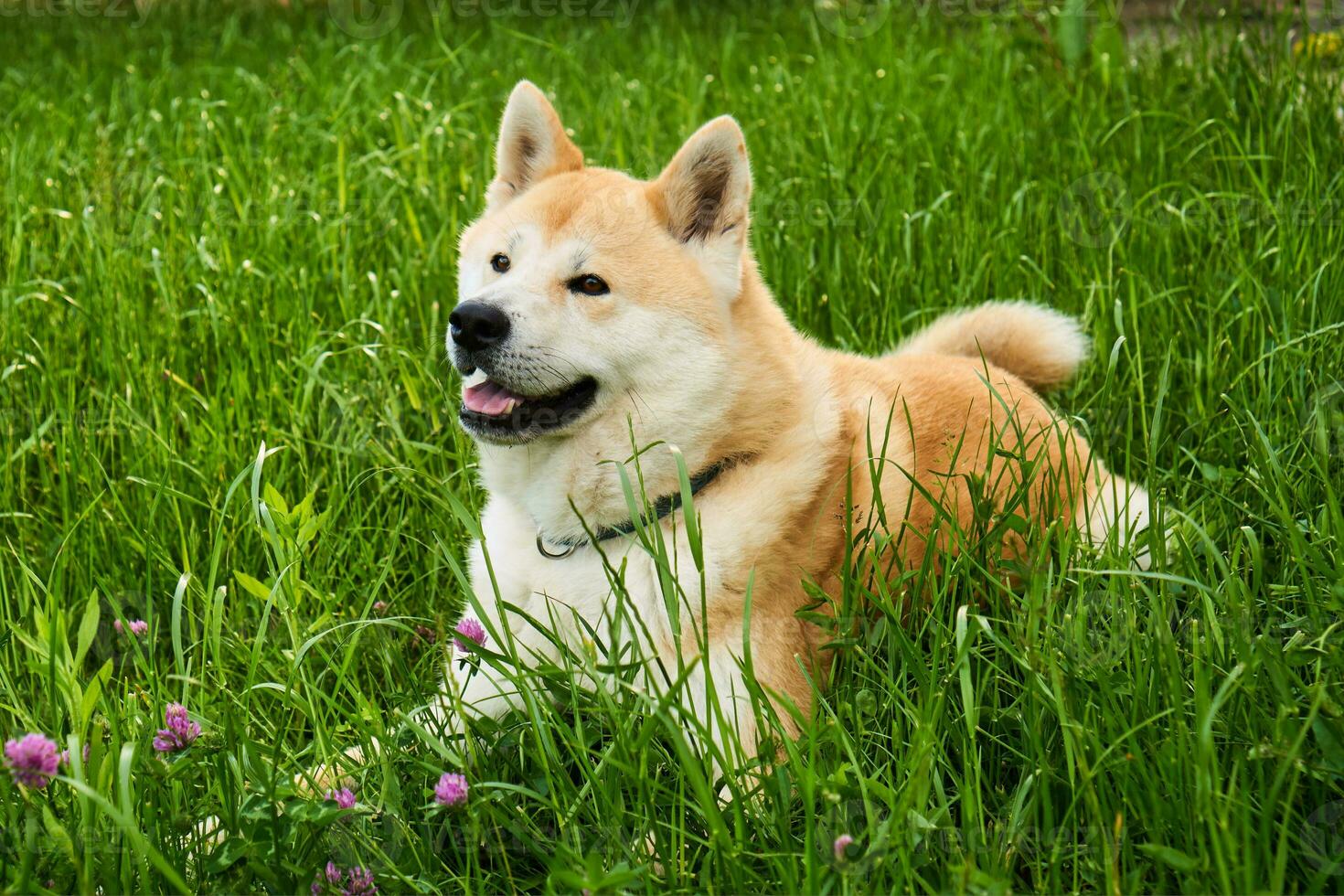 akita inu cane posa giù foto