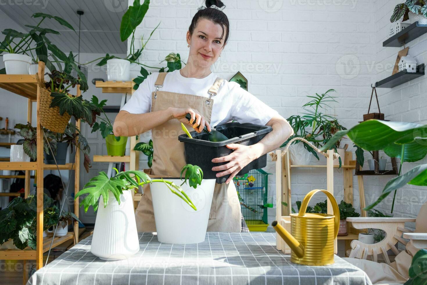 rinvaso un' casa pianta filodendro Santa leopoldina in nuovo pentola nel  casa interno. cura per un' in vaso pianta, terroso grumo con radici  25108836 Stock Photo su Vecteezy