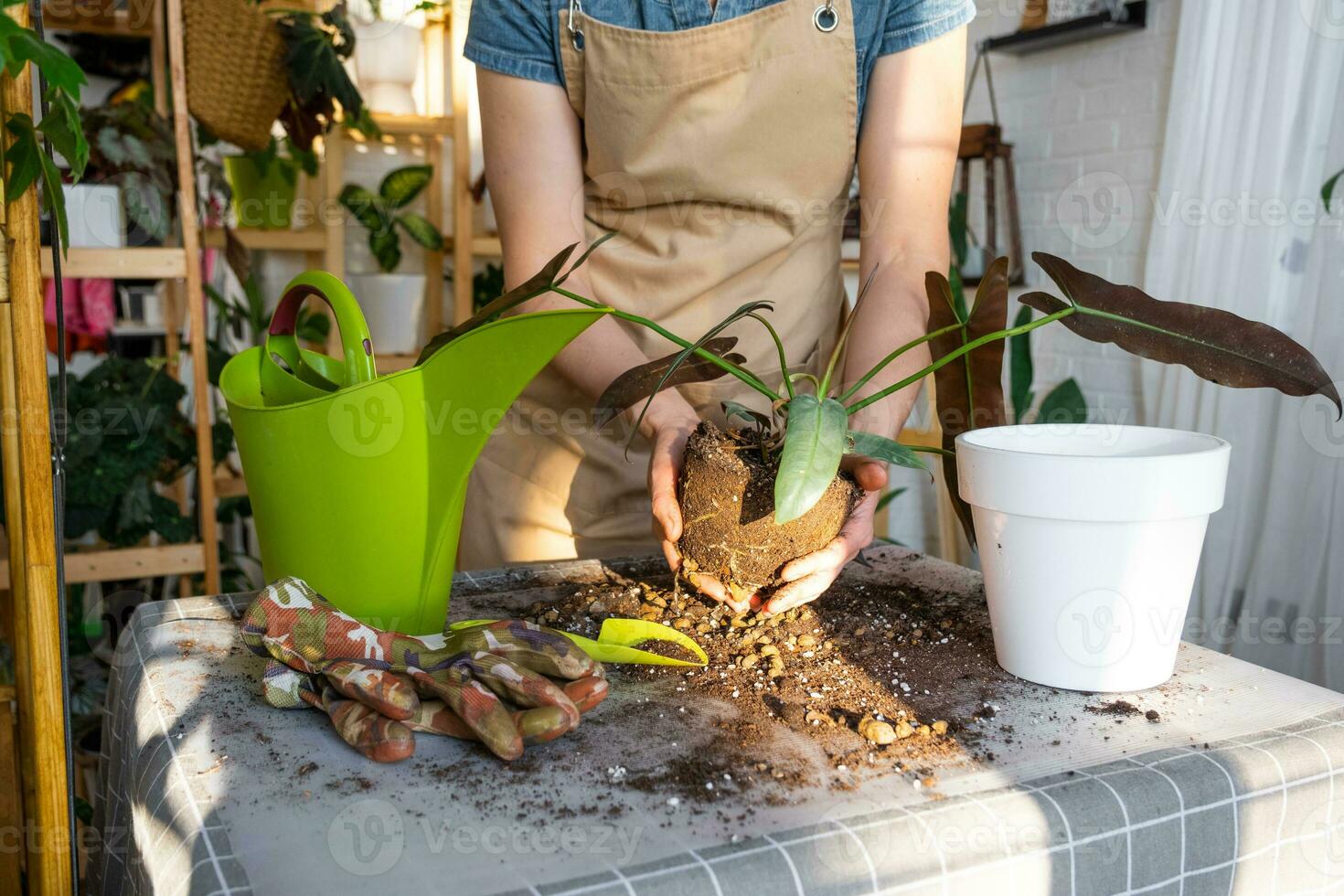 rinvaso un' casa pianta filodendro Santa leopoldina in nuovo pentola nel  casa interno. cura per un' in vaso pianta, terroso grumo con radici  25108836 Stock Photo su Vecteezy