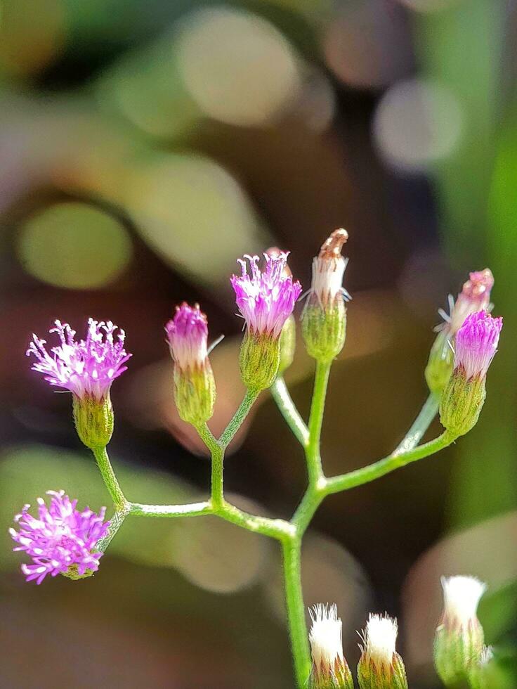 cielo mostarda botanico nome cianhillium cinereo precedentemente classificato come vernonia cinerea è un annuale erba nel il famiglia Asteraceae Questo pianta è appena un' erba per altro impianti foto
