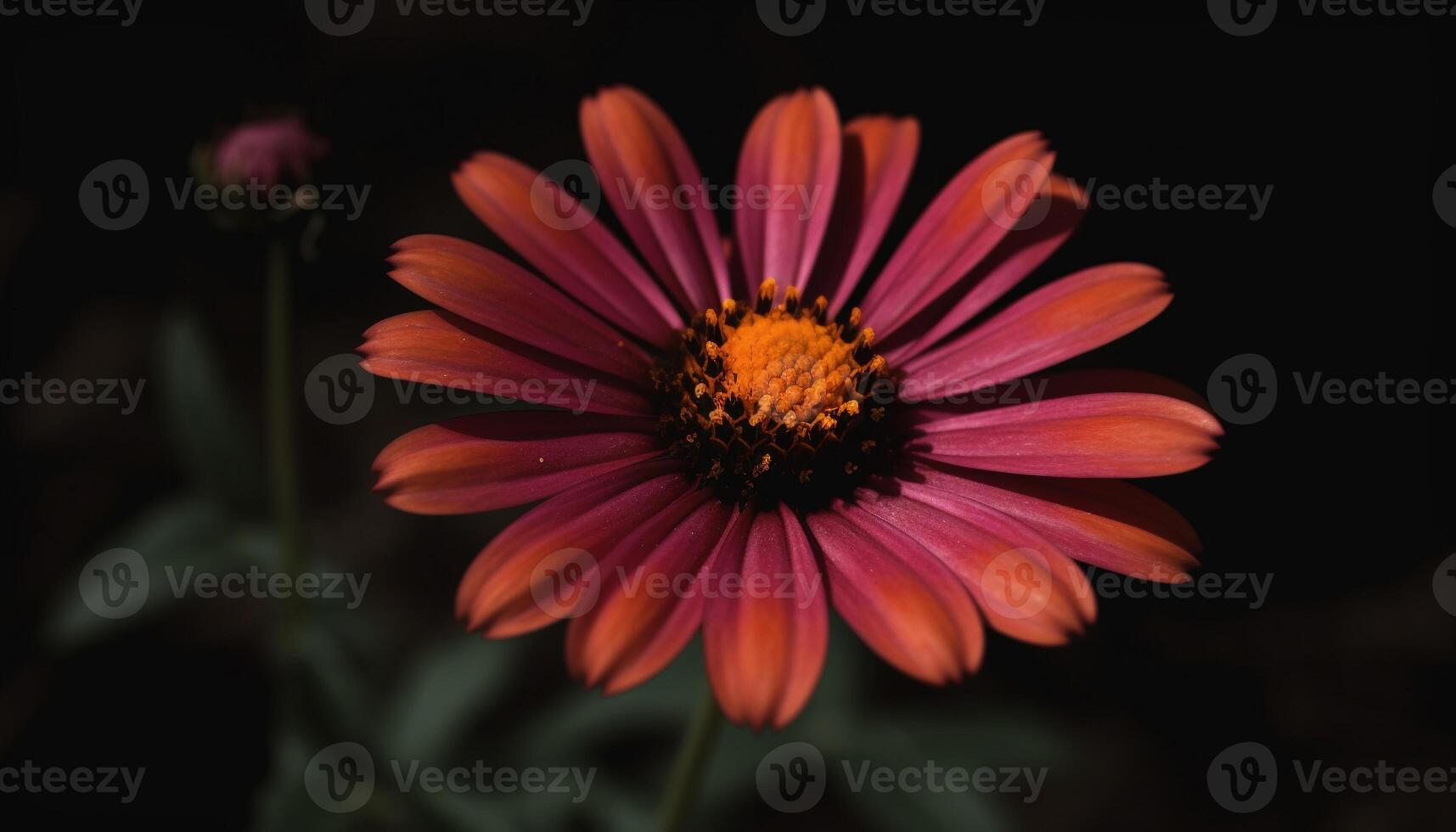 vivace gerbera margherita fiorire nel Fiore di campo prato, messa a fuoco primo piano generato di ai foto