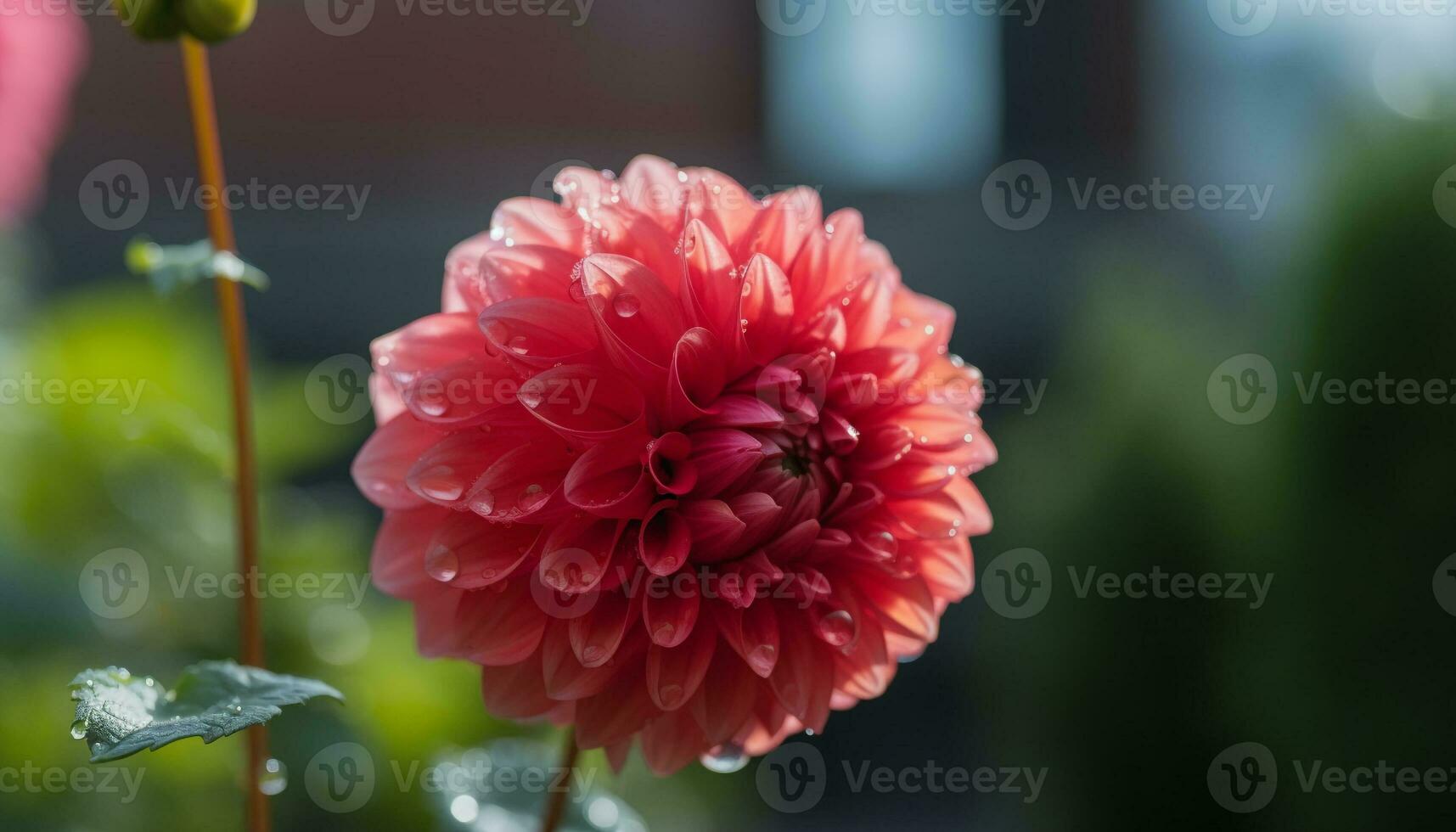 vivace dalia fiorire nel formale giardino, bagnato con rugiada gocce generato di ai foto