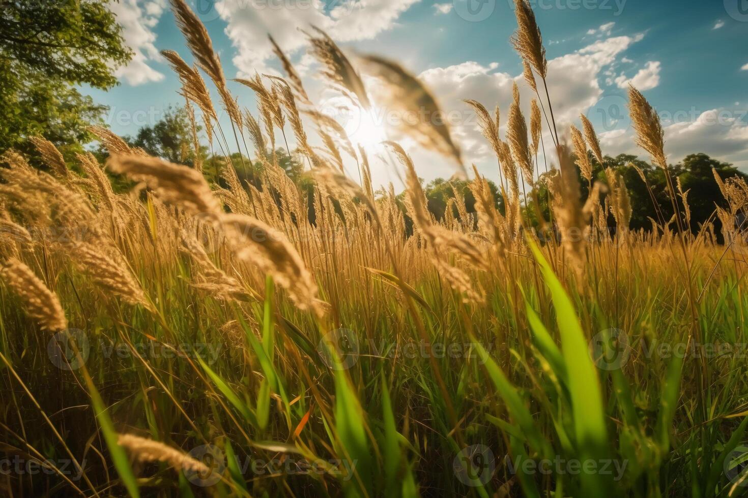 un' campo di alto erba nel il luce del sole. ai generativo foto