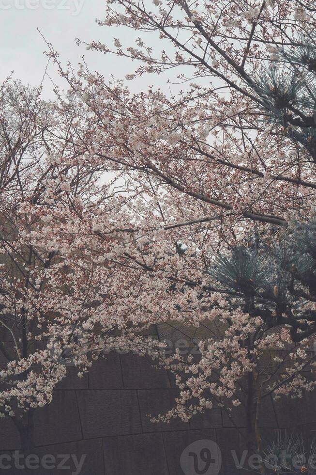 sakura ciliegia fiorire prese nel primavera nel Giappone foto