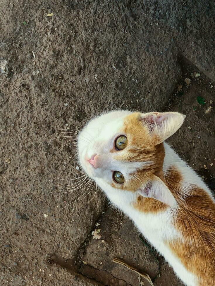 sbalorditivo d'oro gatto, un' vista quello volontà prendere il tuo respiro lontano foto