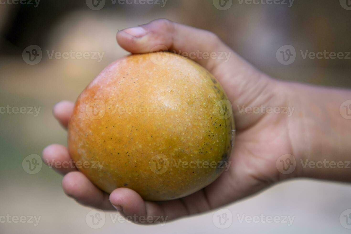 vicino su di uomo mano Tenere fresco Mango frutta nel natura sfondo foto