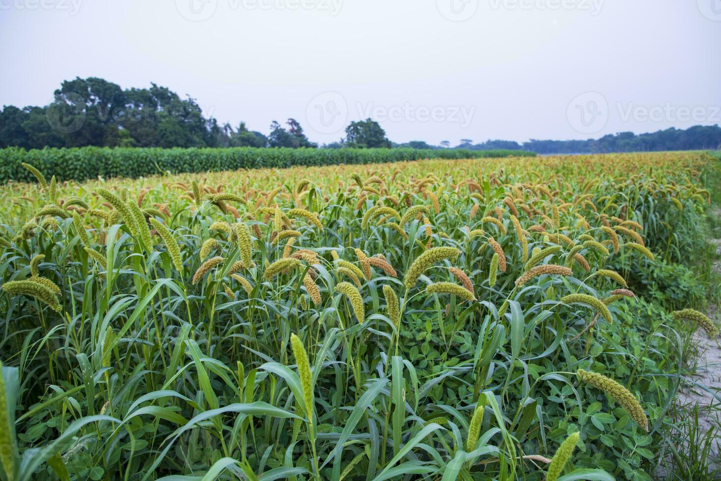 crudo maturo miglio colture nel il campo agricoltura paesaggio Visualizza foto
