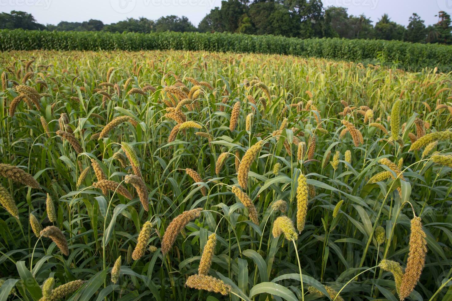 crudo maturo miglio colture nel il campo agricoltura paesaggio Visualizza foto