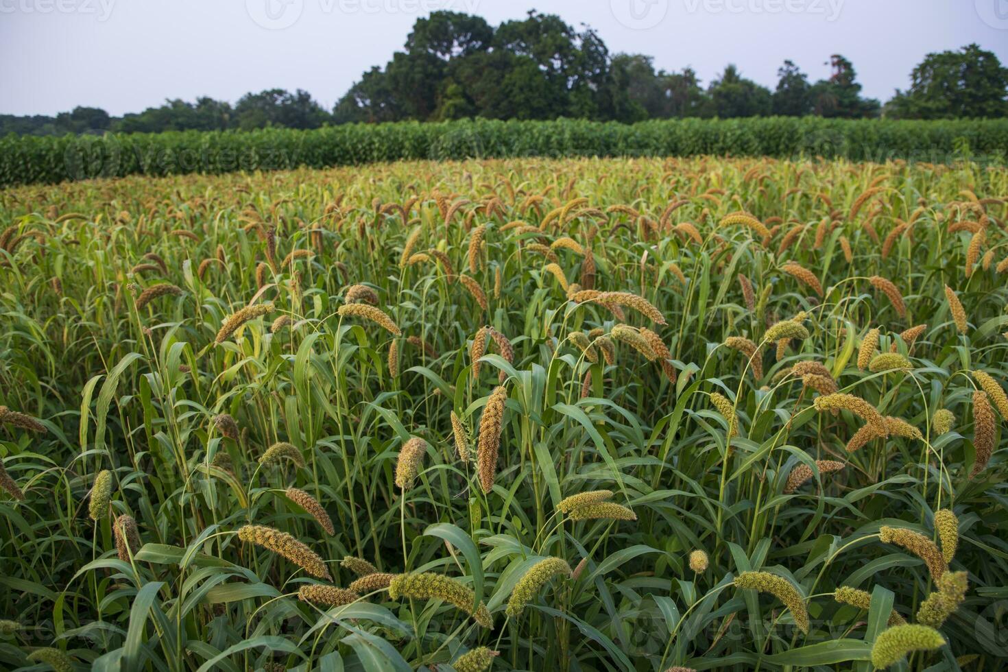 crudo maturo miglio colture nel il campo agricoltura paesaggio Visualizza foto