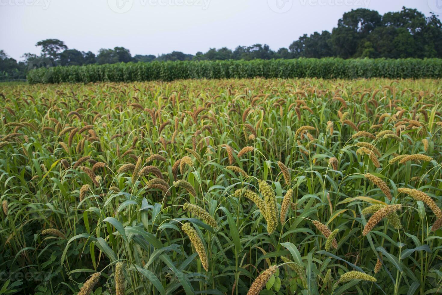 crudo maturo miglio colture nel il campo agricoltura paesaggio Visualizza foto