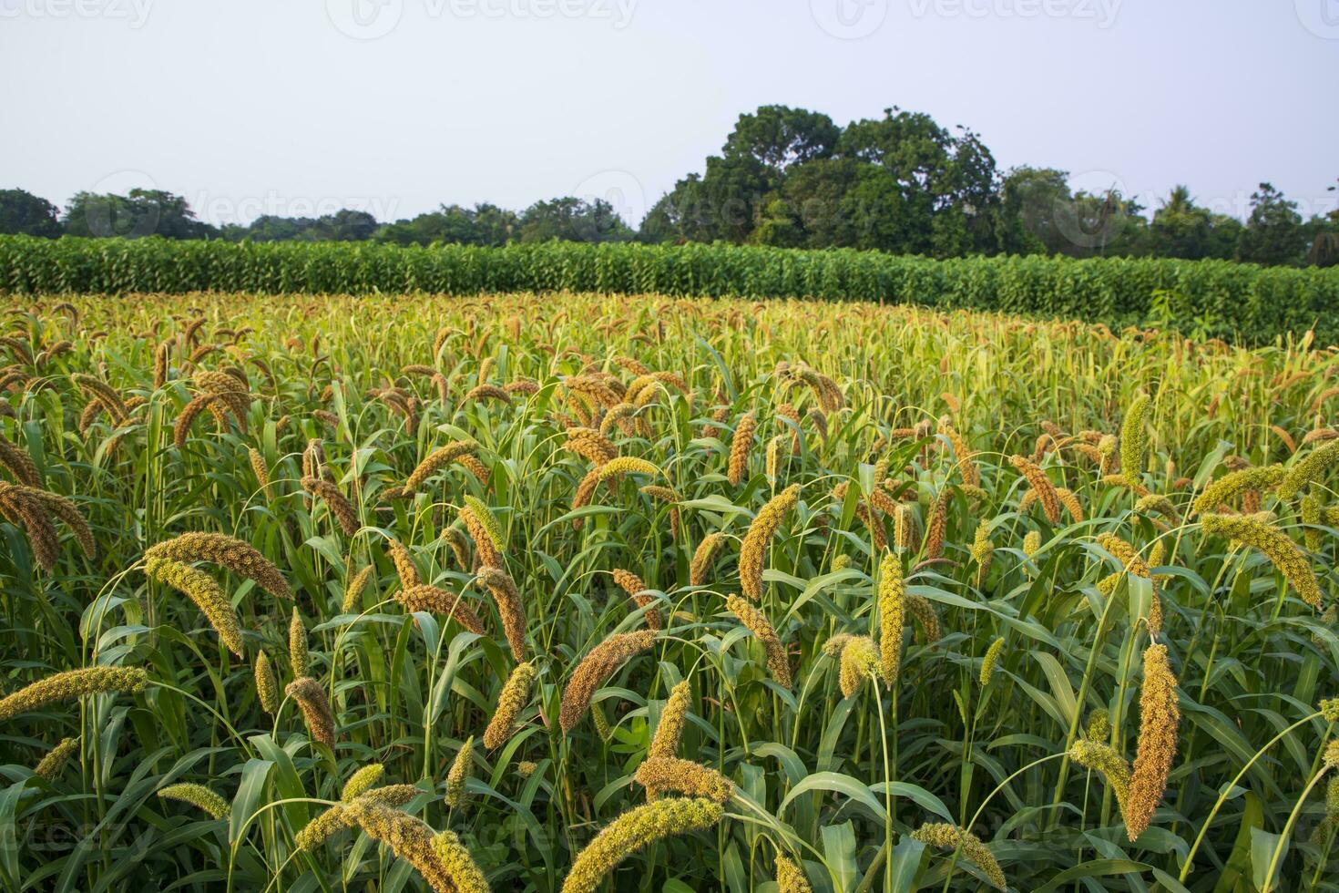 crudo maturo miglio colture nel il campo agricoltura paesaggio Visualizza foto