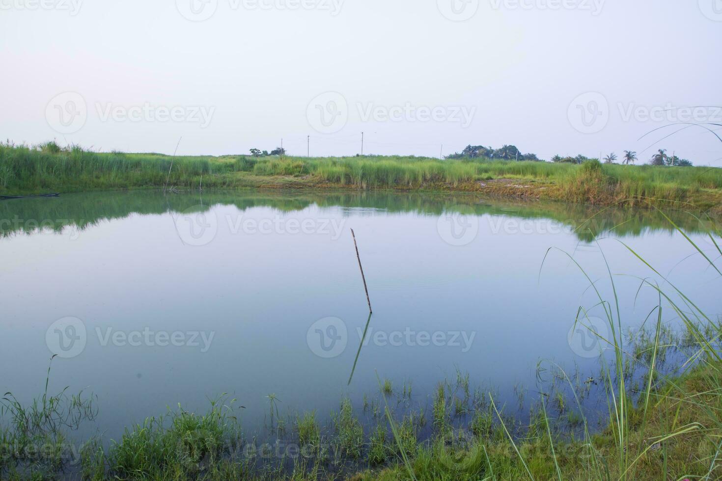 lago acqua con verde erba paesaggio Visualizza di sotto il blu cielo foto