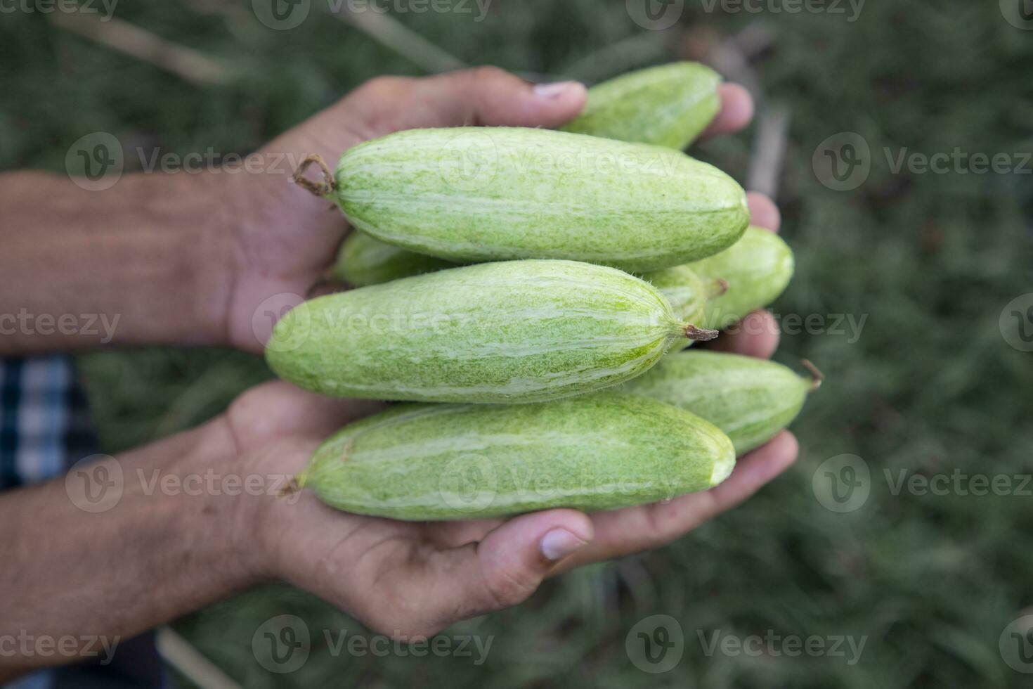 contadino tenere per mano alcuni crudo verde appuntito zucca. selettivo messa a fuoco foto