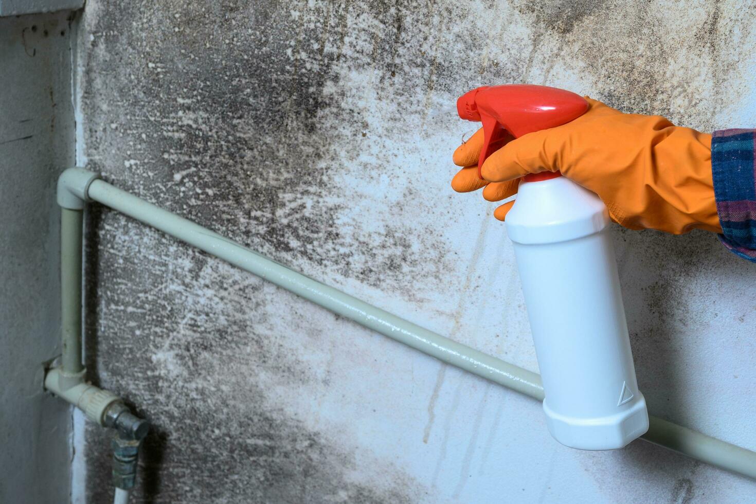 muffa su il parete, un' umano mano nel un' gomma da cancellare guanto spray il antimuffa Prodotto su il parete. foto