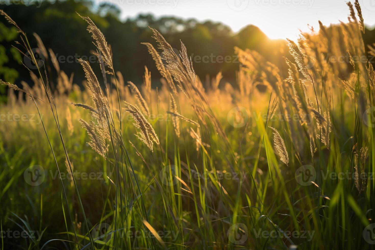 un' campo di alto erba nel il luce del sole. ai generativo foto