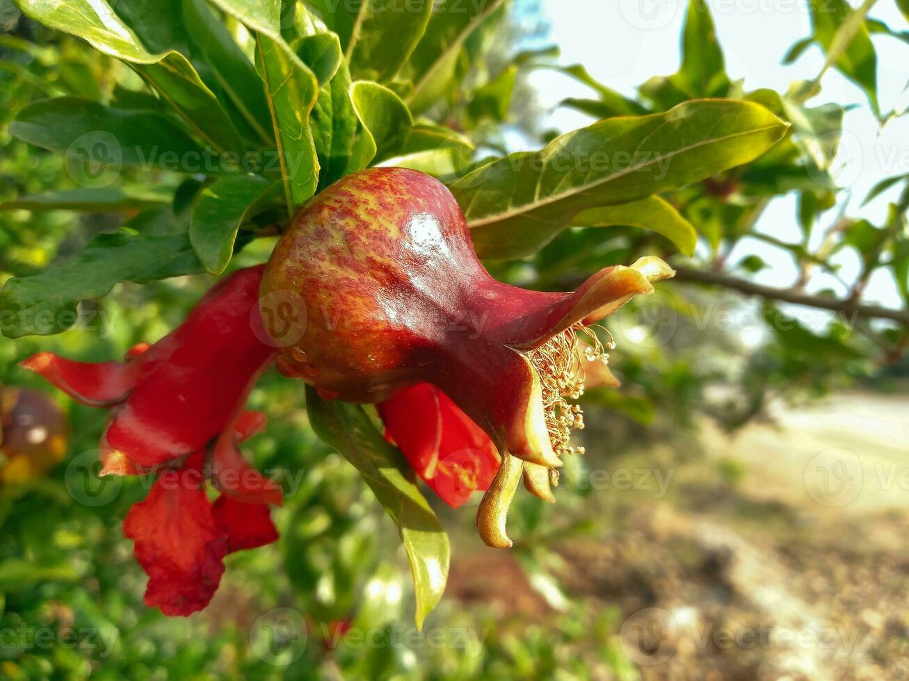 rosso Melograno fiore semi maturare su un' albero foto