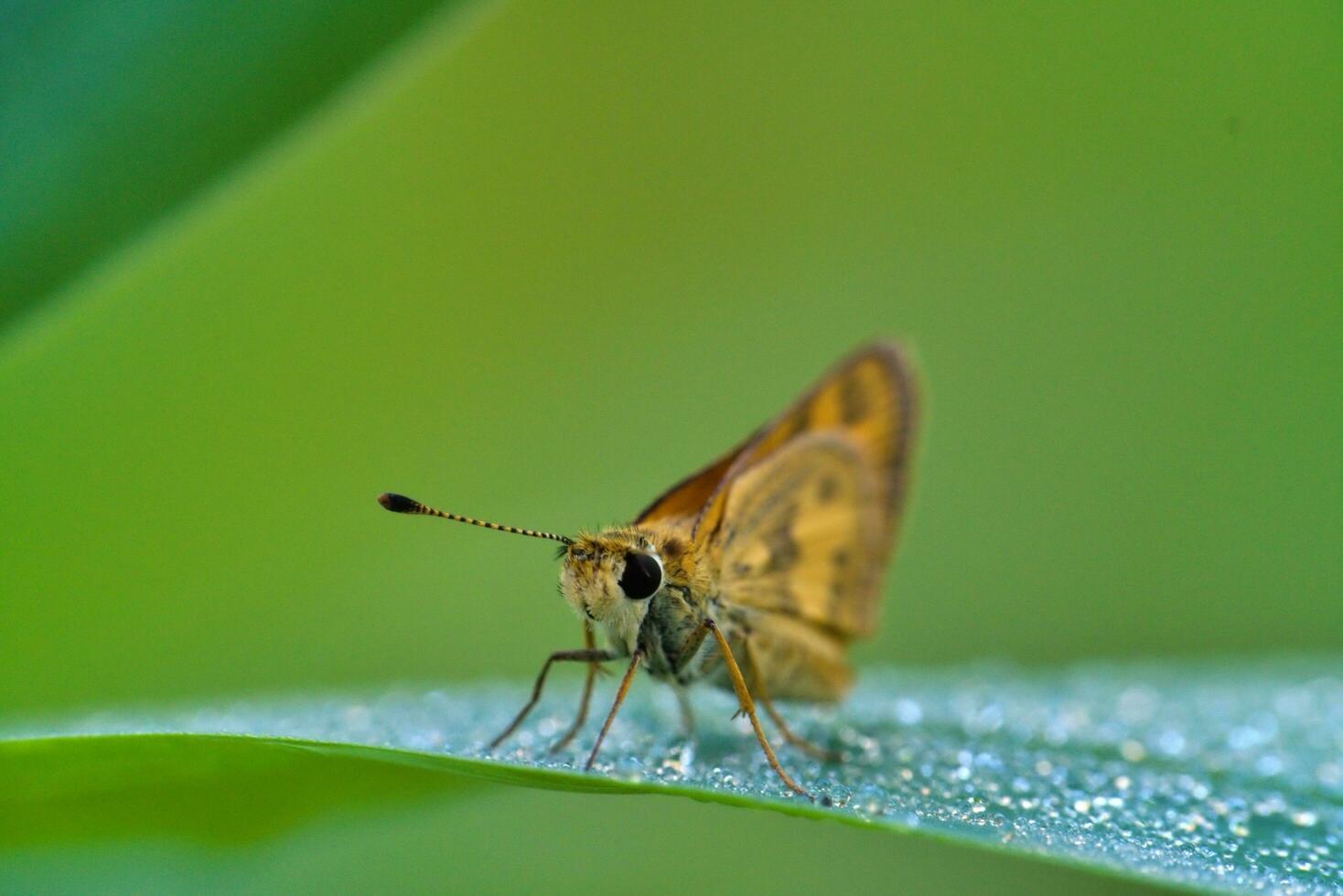 foto macro estremo di skipper farfalla nel il animali selvatici, macro insetto,
