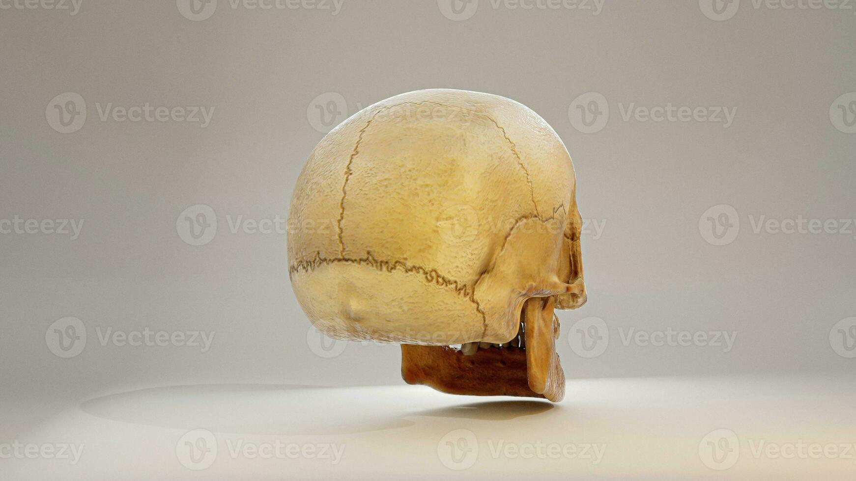 vero umano cranio profilo azione Immagine foto