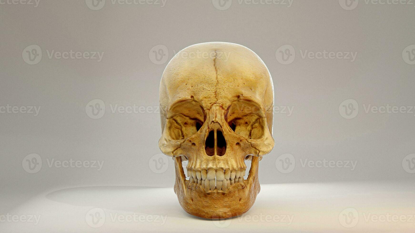 vero umano cranio 3d immagine, A tre dimensionale Immagine di un' umano cranio. davanti Visualizza 3d interpretazione Immagine. il cranio è isolato su un' bianca sfondo foto