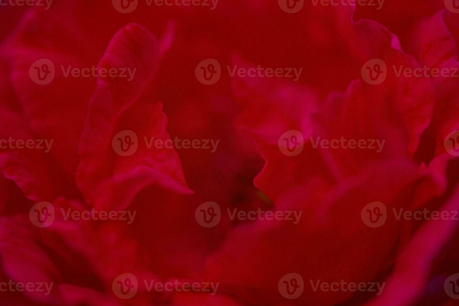 rosa macro foto. un' magro messa a fuoco linea su il bordo di il petali. rosso fiore. foto