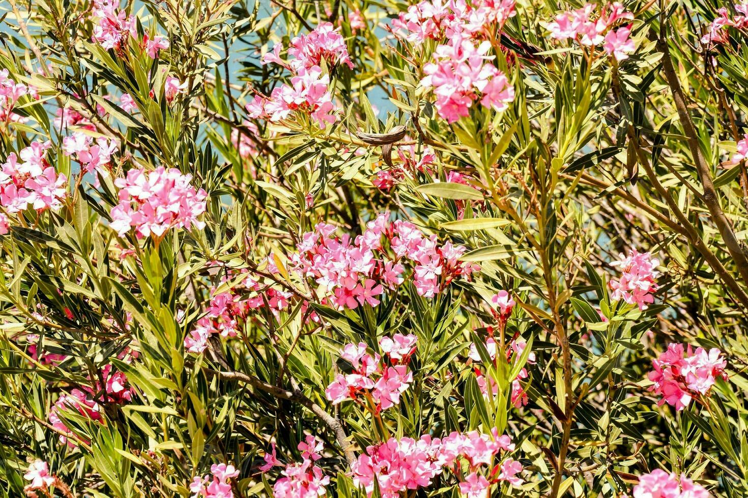 bellissimo fiori avvicinamento foto