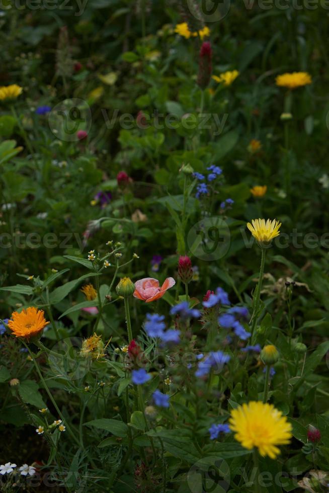 fiori di campo a new york foto