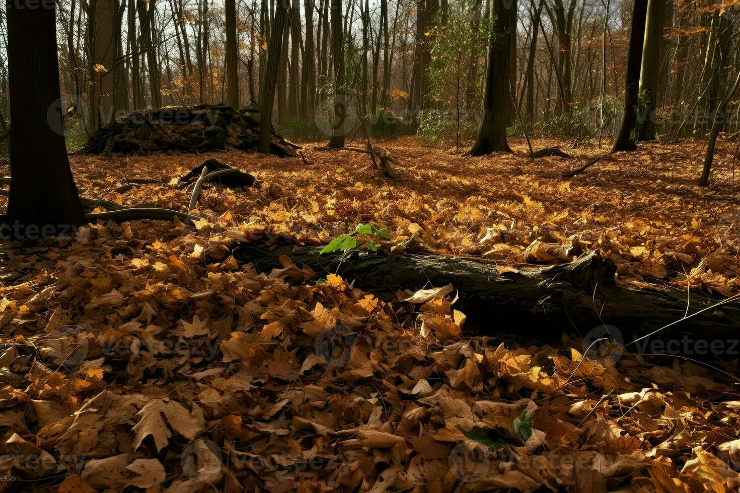 ai generato foresta pavimento era coperto nel un' di spessore strato di caduto le foglie e detriti. foto