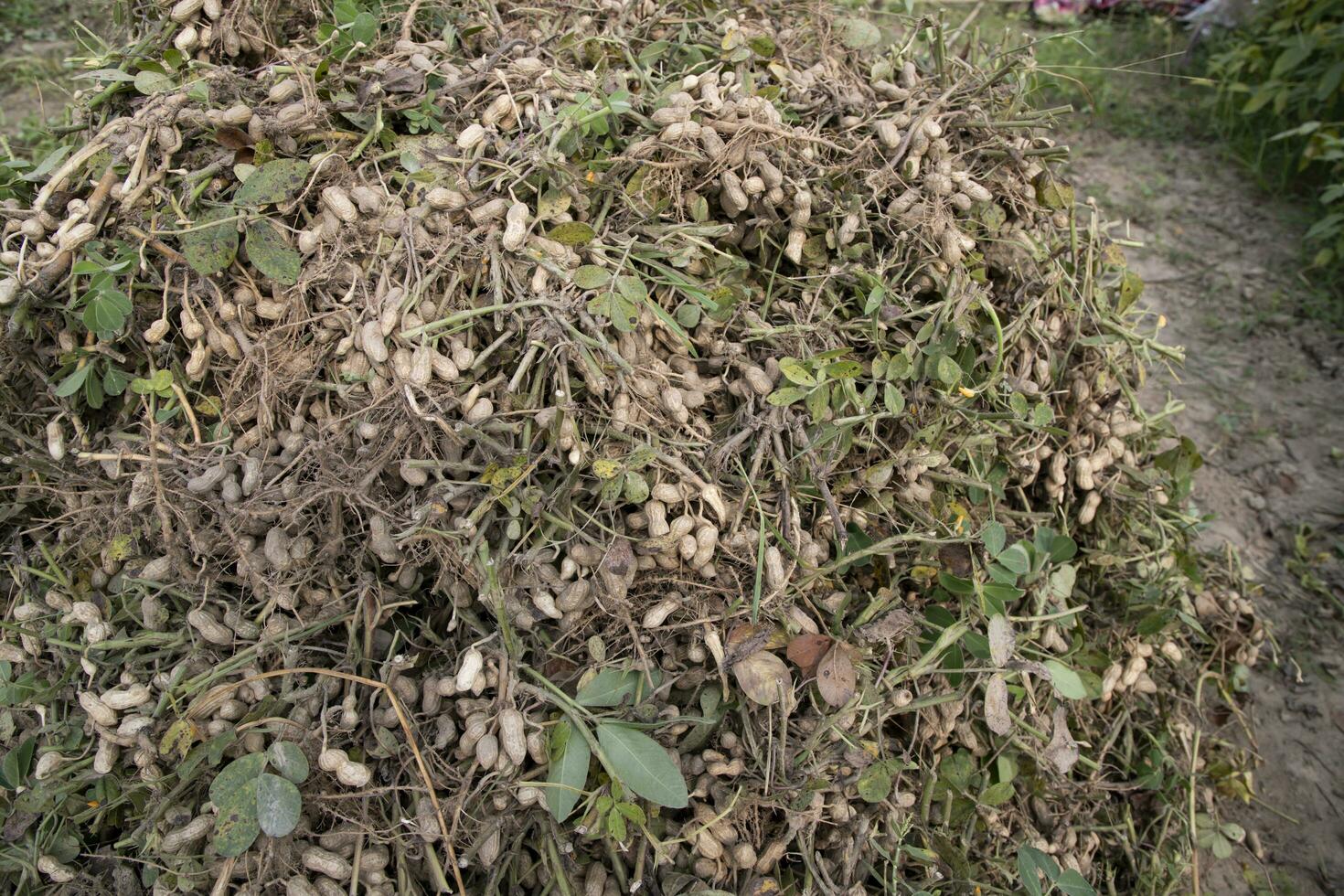 impilati raccogliere arachidi nel il suolo nel il campo foto