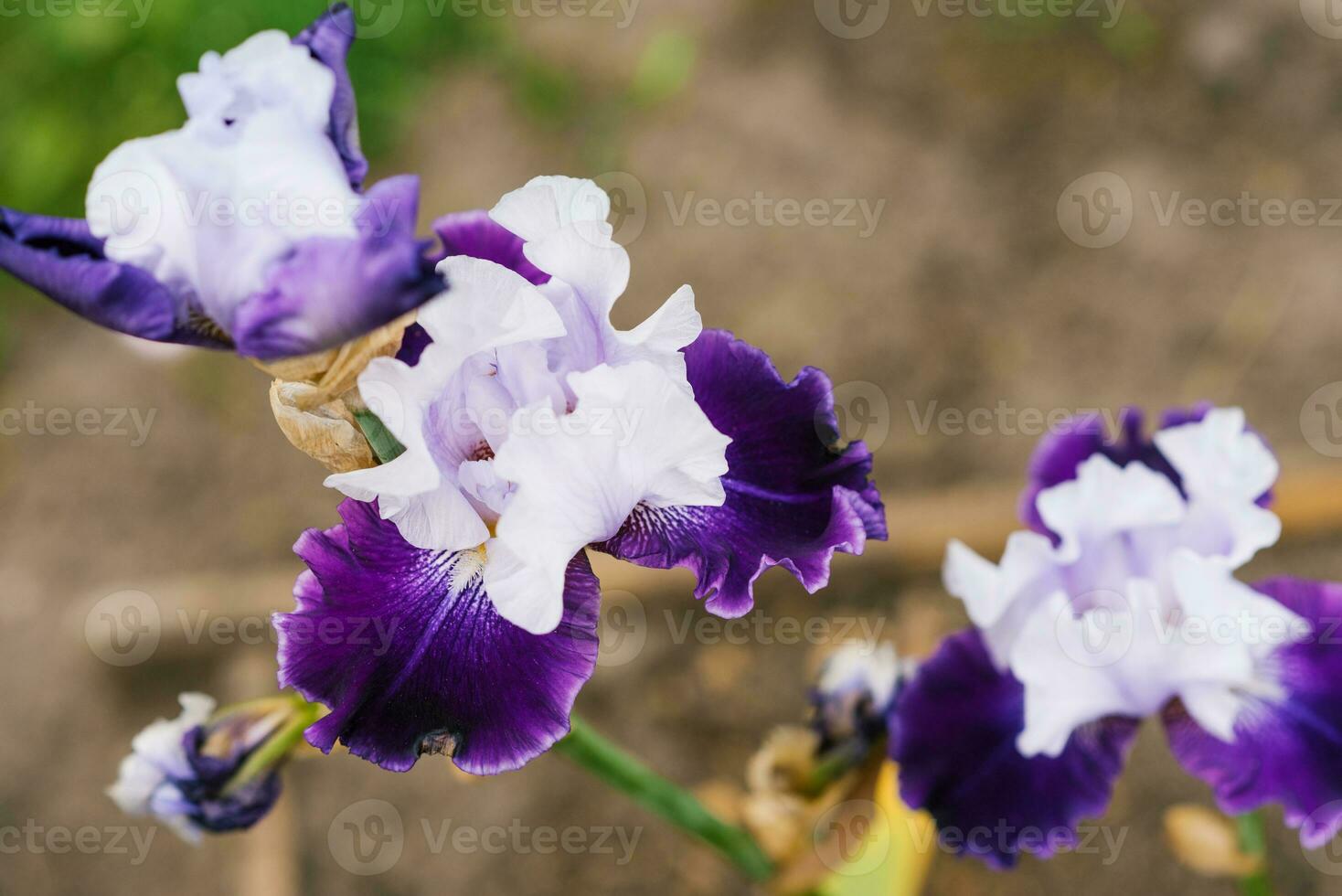 un' bellissimo bianca e viola fiore di un' barbuto iris nel un' estate giardino avvicinamento foto