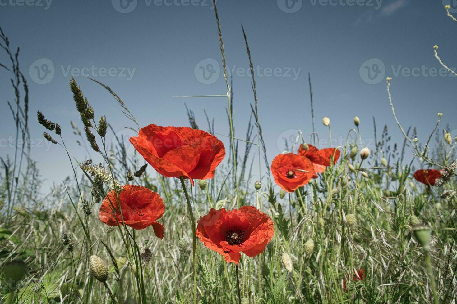 molti papaveri sparpagliato nel Mais campo. rosso petali nel verde campo. agricoltura foto