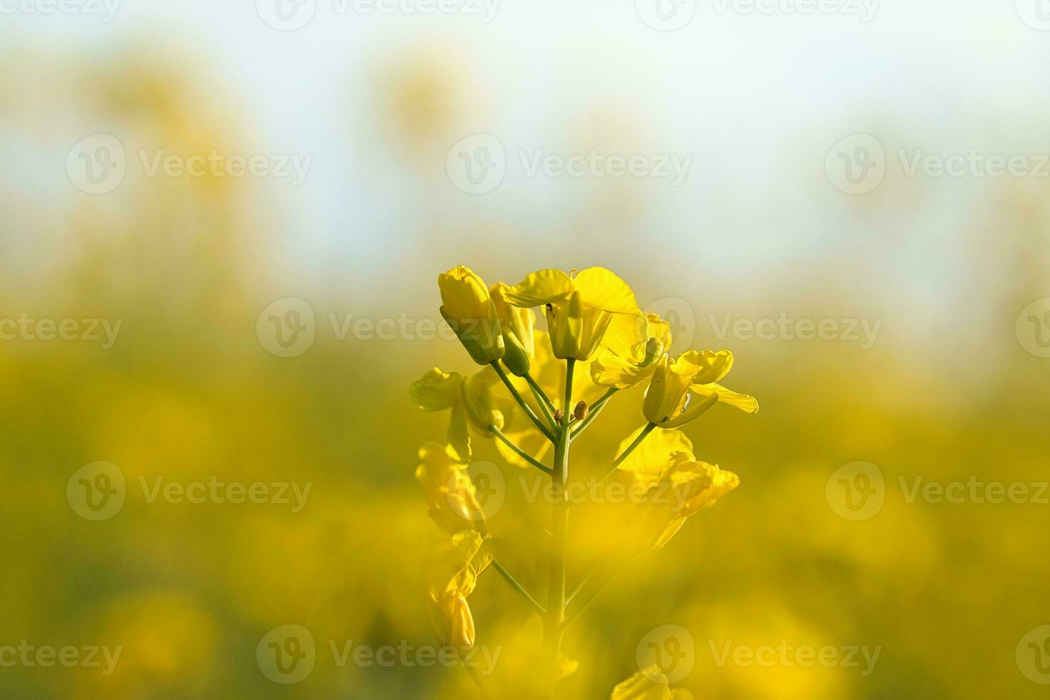 stupro con giallo fiori nel il canola campo. Prodotto per commestibile olio e bio carburante foto