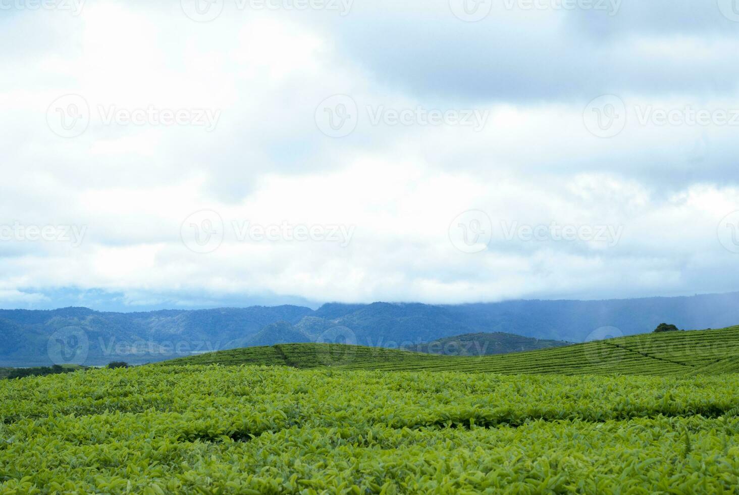 tè giardino nel il la zona di montare Kerinci, jambi, Indonesia foto